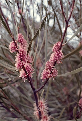 APII jpeg image of Hakea multilineata  © contact APII