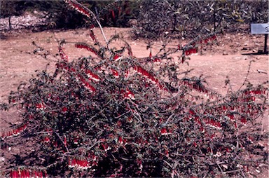 APII jpeg image of Epacris longiflora  © contact APII