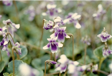 APII jpeg image of Viola hederacea  © contact APII