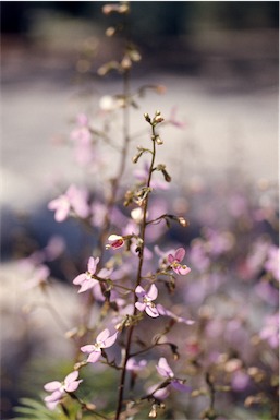 APII jpeg image of Stylidium laricifolium  © contact APII