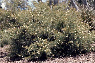 APII jpeg image of Grevillea crithmifolia  © contact APII