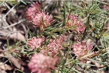 APII jpeg image of Grevillea confertifolia  © contact APII