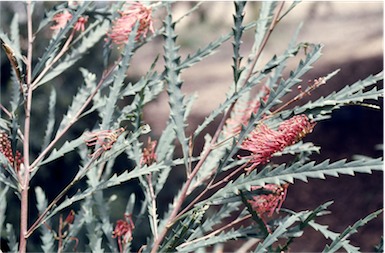 APII jpeg image of Grevillea longifolia  © contact APII