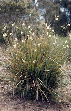 APII jpeg image of Diplarrena moraea  © contact APII