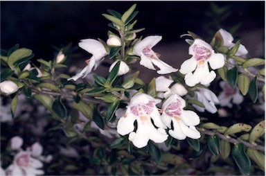 APII jpeg image of Prostanthera gilesii  © contact APII