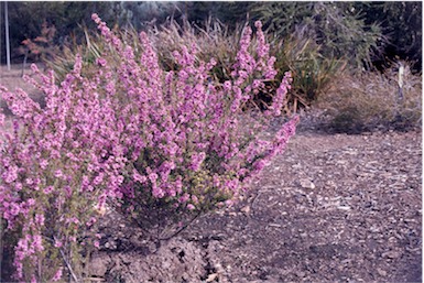 APII jpeg image of Bauera sessiliflora  © contact APII