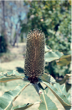 APII jpeg image of Banksia robur  © contact APII