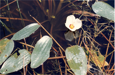 APII jpeg image of Ottelia ovalifolia  © contact APII