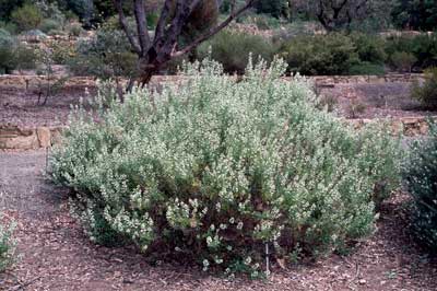 APII jpeg image of Teucrium corymbosum  © contact APII