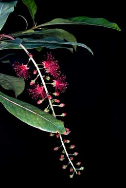 APII jpeg image of Barringtonia acutangula subsp. acutangula  © contact APII