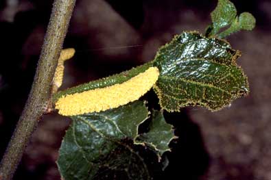 APII jpeg image of Acacia denticulosa  © contact APII