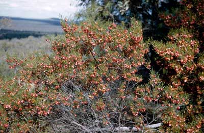 APII jpeg image of Dodonaea lobulata  © contact APII