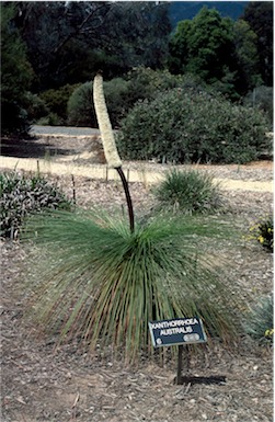 APII jpeg image of Xanthorrhoea australis  © contact APII