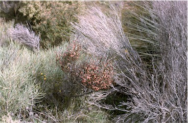 APII jpeg image of Daviesia brevifolia  © contact APII