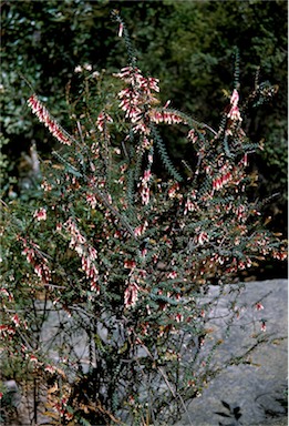 APII jpeg image of Epacris longiflora  © contact APII