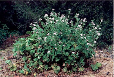 APII jpeg image of Pelargonium australe  © contact APII