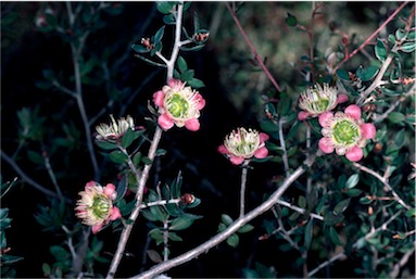 APII jpeg image of Leptospermum macrocarpum  © contact APII