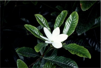 APII jpeg image of Gardenia scabrella  © contact APII