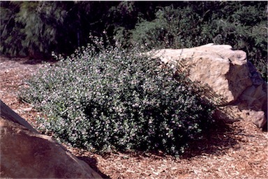 APII jpeg image of Scaevola albida  © contact APII