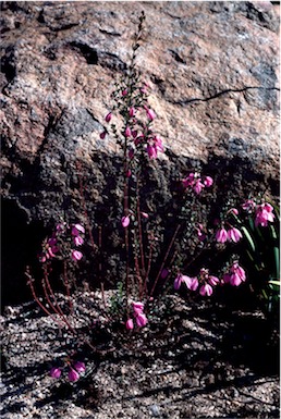 APII jpeg image of Tetratheca thymifolia  © contact APII