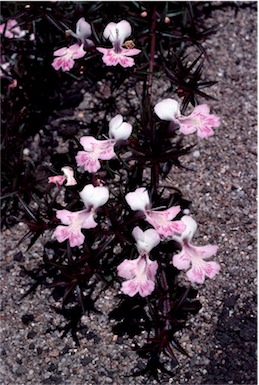 APII jpeg image of Hemiandra pungens  © contact APII