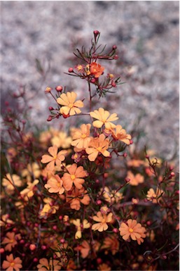 APII jpeg image of Hibbertia stellaris  © contact APII