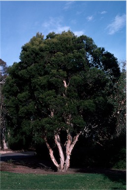 APII jpeg image of Melaleuca decora  © contact APII