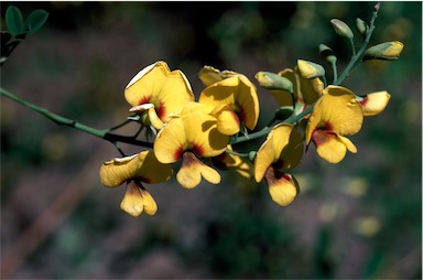 APII jpeg image of Goodia lotifolia  © contact APII