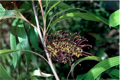 APII jpeg image of Hakea archaeoides  © contact APII