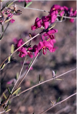 APII jpeg image of Mirbelia speciosa subsp. speciosa  © contact APII