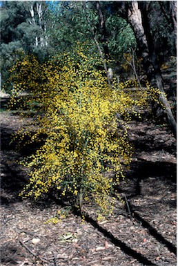 APII jpeg image of Acacia trigonophylla  © contact APII