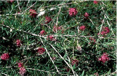 APII jpeg image of Grevillea confertifolia  © contact APII