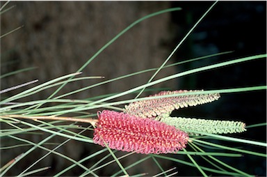 APII jpeg image of Hakea bucculenta  © contact APII