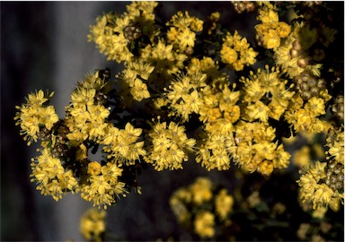 APII jpeg image of Phebalium glandulosum subsp. macrocalyx  © contact APII