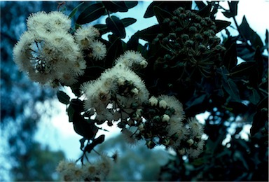 APII jpeg image of Angophora hispida  © contact APII