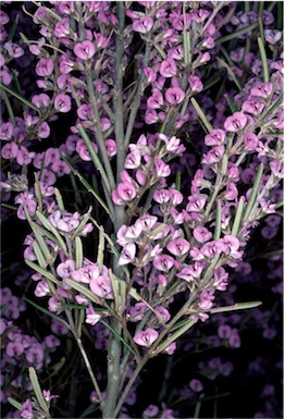 APII jpeg image of Hovea asperifolia subsp. asperifolia  © contact APII