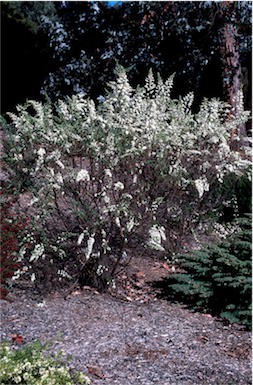 APII jpeg image of Olearia floribunda  © contact APII