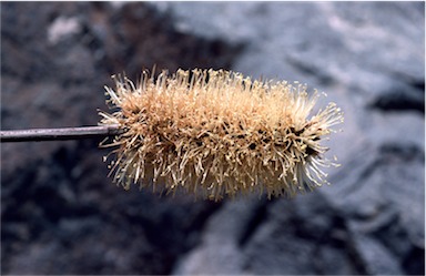 APII jpeg image of Xanthorrhoea macronema  © contact APII