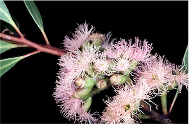 APII jpeg image of Eucalyptus albopurpurea  © contact APII