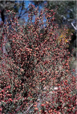 APII jpeg image of Daviesia physodes  © contact APII