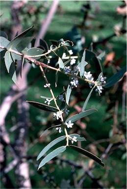 APII jpeg image of Eucalyptus sturgissiana  © contact APII