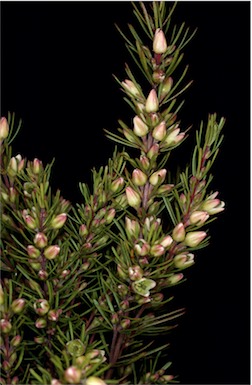 APII jpeg image of Boronia clavata  © contact APII