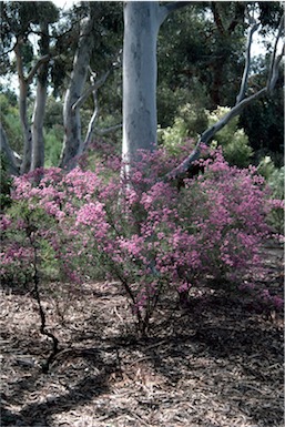 APII jpeg image of Kunzea obovata  © contact APII