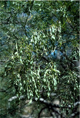 APII jpeg image of Acacia perangusta  © contact APII