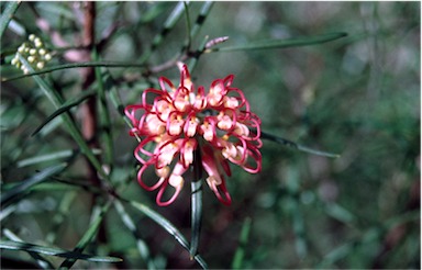 APII jpeg image of Grevillea 'Sid Reynolds'  © contact APII