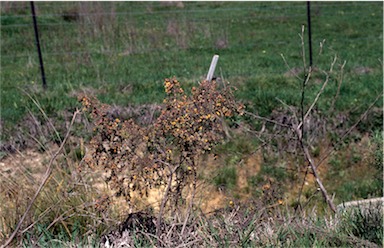 APII jpeg image of Pultenaea procumbens  © contact APII