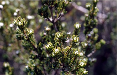 APII jpeg image of Pultenaea subalpina  © contact APII