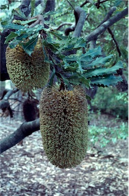 APII jpeg image of Banksia lemanniana  © contact APII