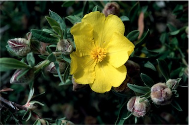 APII jpeg image of Hibbertia kaputarensis  © contact APII