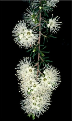 APII jpeg image of Kunzea ambigua  © contact APII